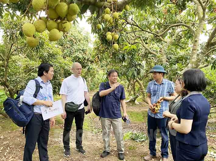 Door wide open for Hai Duong’s farm produce to enter Japan